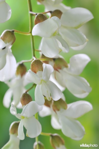 Bloemen van Robinia