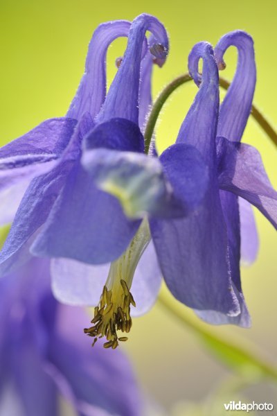 Bloem van Wilde akelei