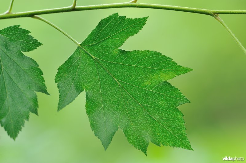 Blad van Elsbes