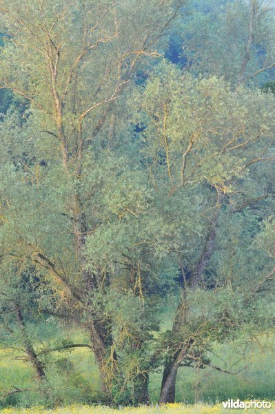 Ochtendlijke boswilg