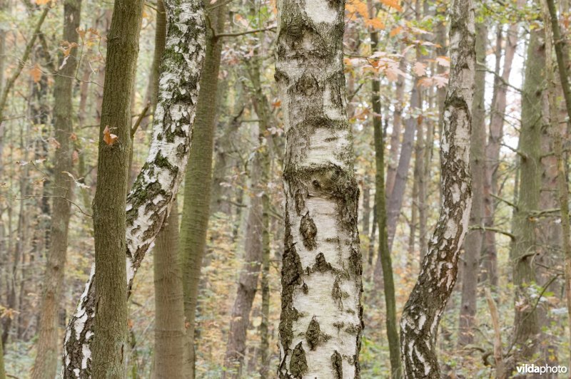Berken- eikenbos
