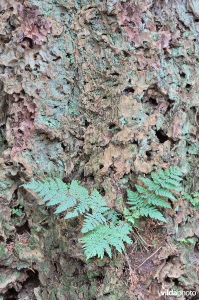 Stekelvaren op schors van Douglas