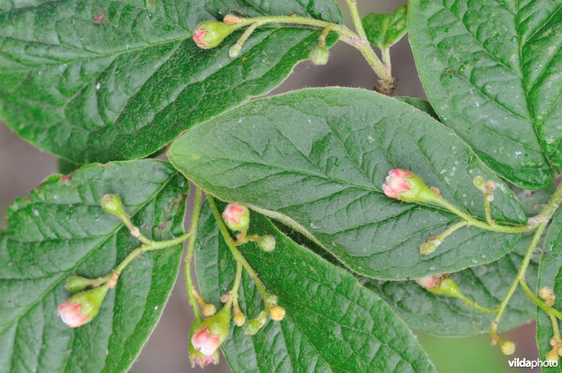  Rimpelige cotoneaster in de Westhoek