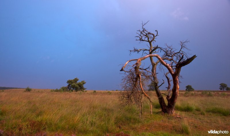 Nachtelijk Veluws landschap