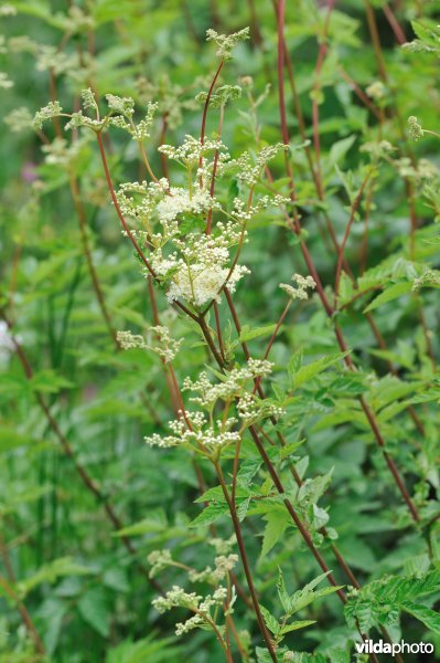 Moerasspirea
