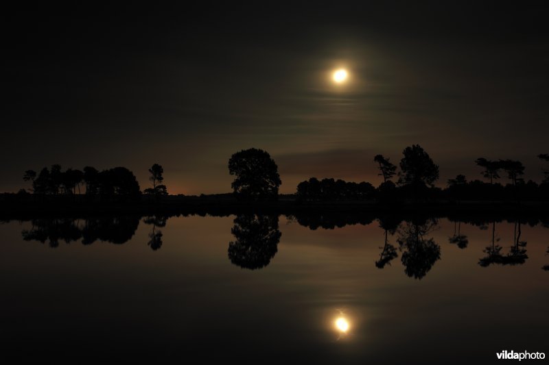 Kleine klotteraard bij volle maan