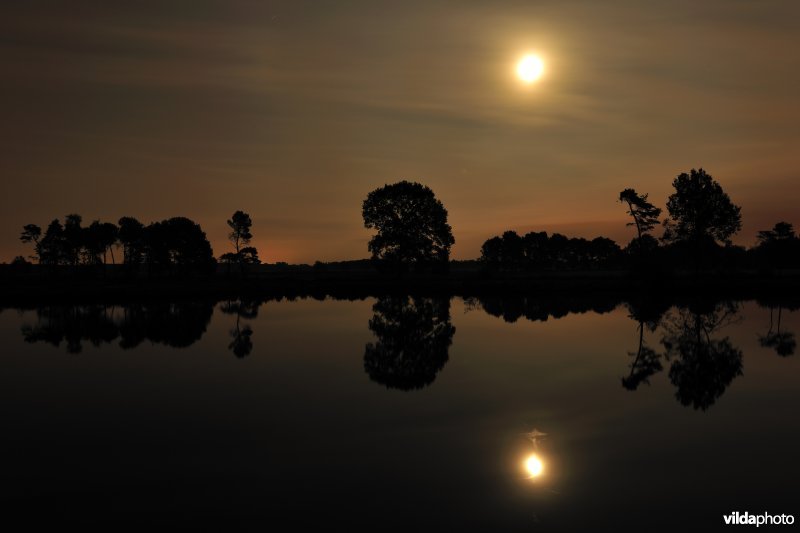 Kleine klotteraard bij volle maan