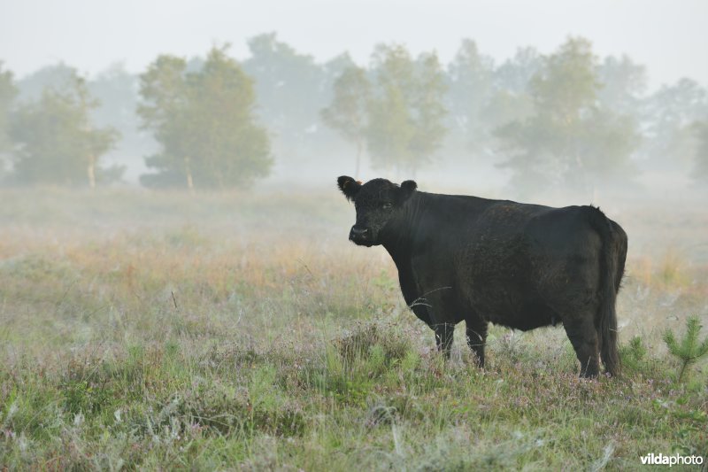 Galloways aan het Zwartwaterven