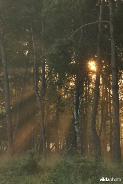 Zwartwaterven in Turnhout