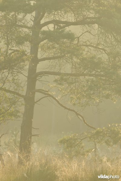 Grove den in het Zwartwater ven