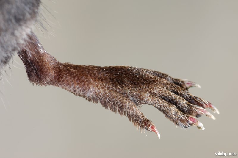 Achterpoot van Waterspitsmuis met haarkam