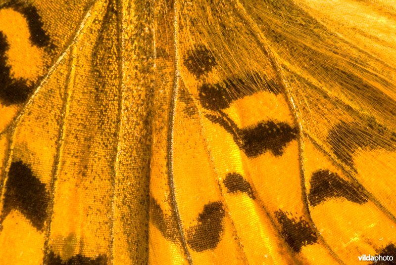 Vleugeldetail bosrandparelmoervlinder