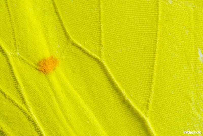 Vleugeldetail citroenvlinder