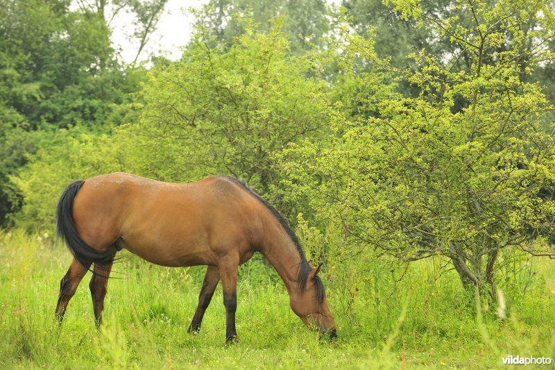 Wastinevorming door paardenbegrazing