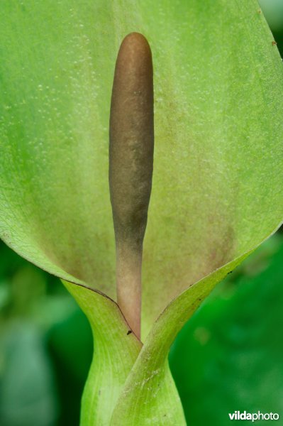 Bloemkolf van gevlekte aronskelk