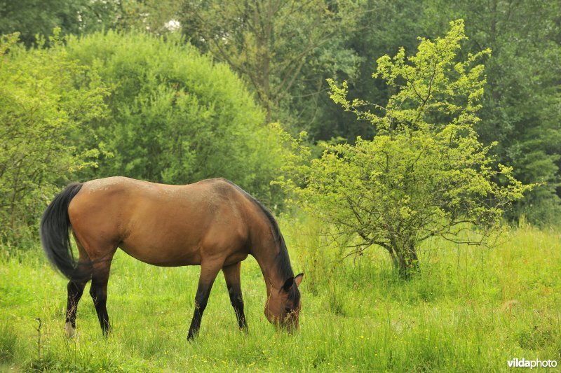 Wastinevorming door paardenbegrazing