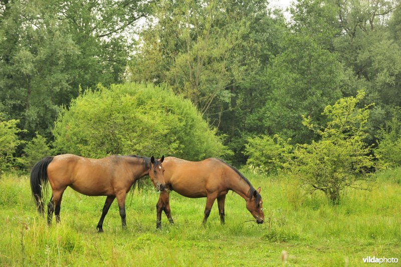 Wastinevorming door paardenbegrazing