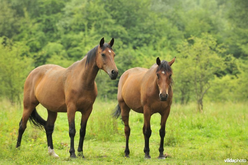 Wastinevorming door paardenbegrazing