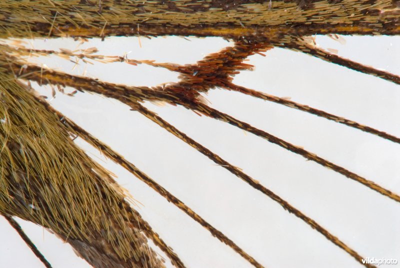 Vleugeldetail van Glasvleugelpijlstaart