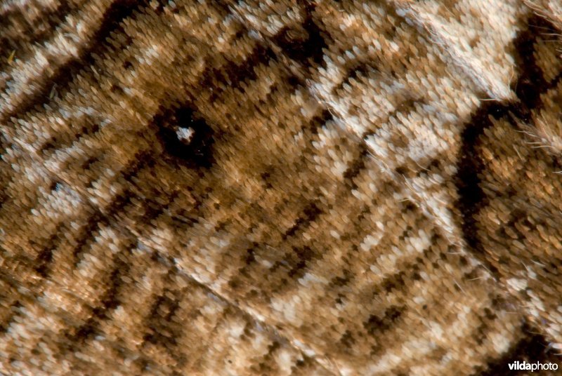 Vleugeldetail van heivlinder