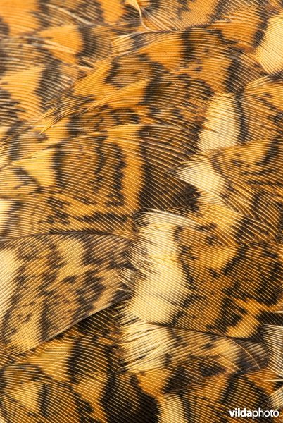 Camouflagepatroon