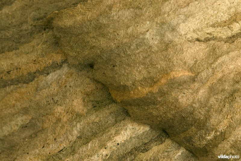 Detail van wespennest