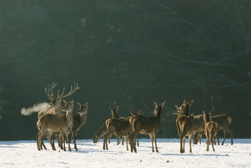 Groep edelherten in de winter
