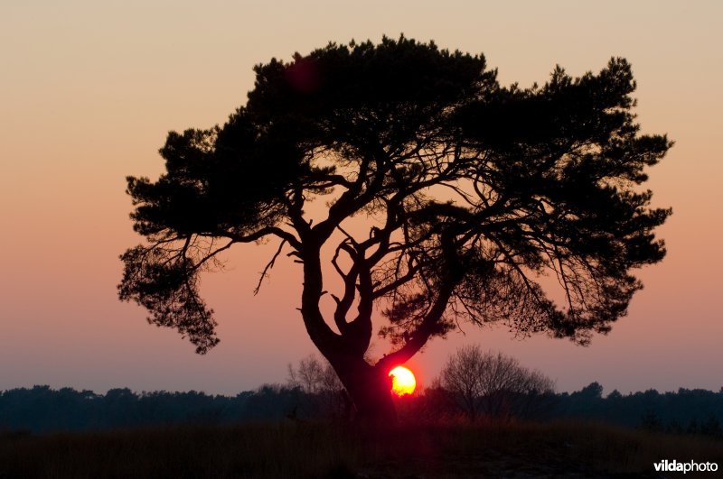 Silhouet van grove den in avondschemering