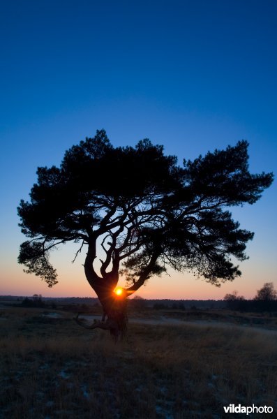 Silhouet van grove den in avondschemering