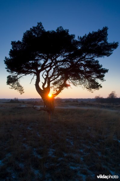 Silhouet van grove den in avondschemering