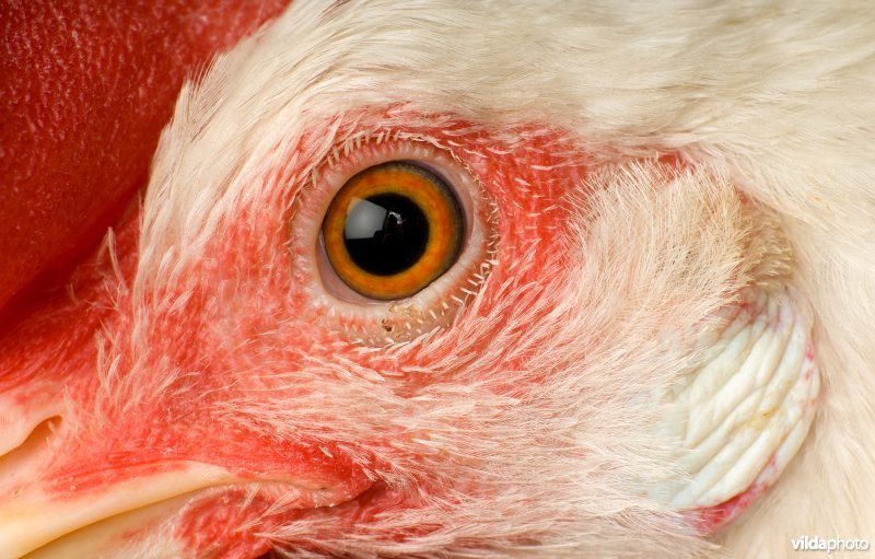 Portret van Witte Leghorn kip