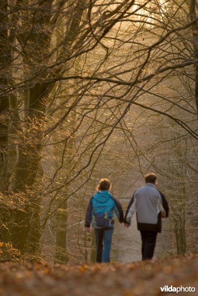 Wandelaars in herfstbos