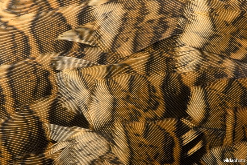 Camouflagepatroon van houtsnip