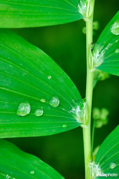 Druppeltjes op salomonszegel