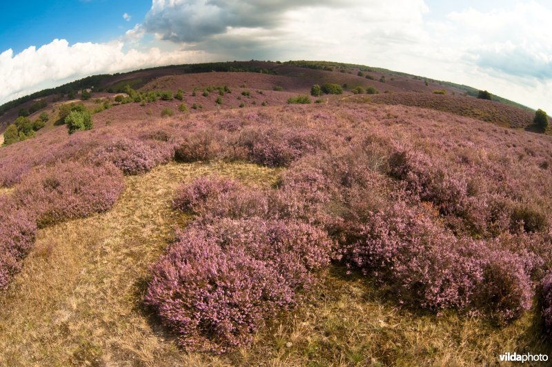 Bloeiende heide op de Veluwezoom