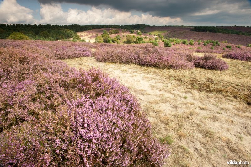Bloeiende heide op de Veluwezoom