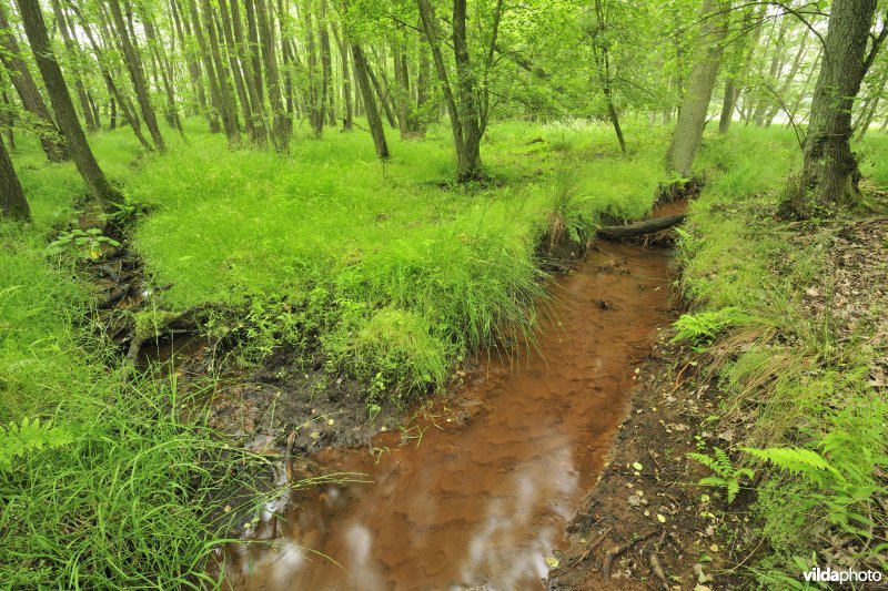 Zwarte beek