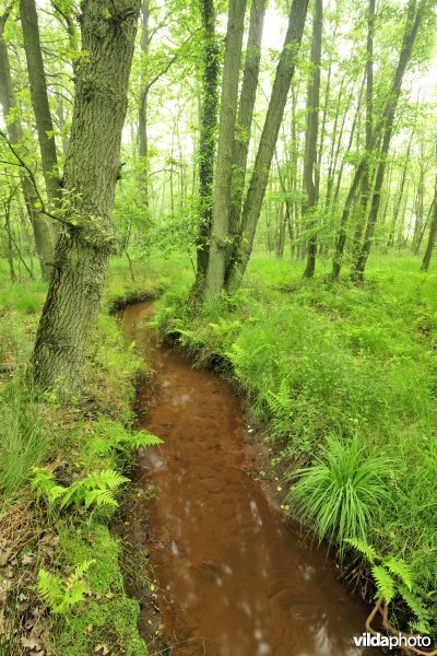 Zwarte beek