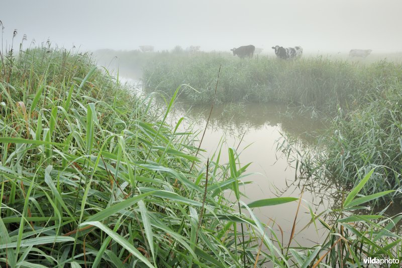 Zijdelingsgeleed