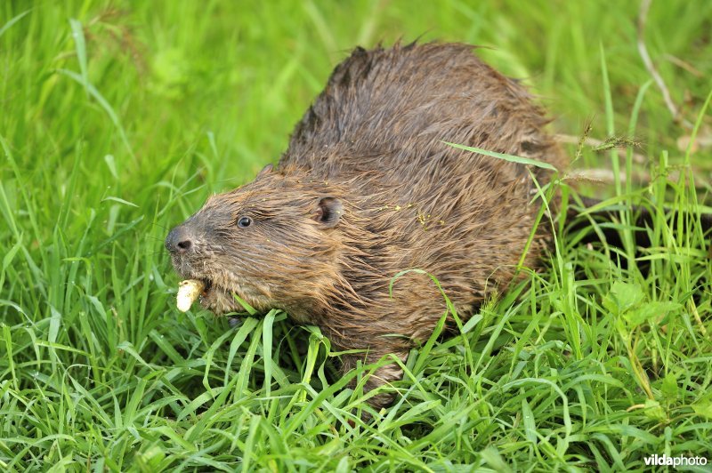 Bever