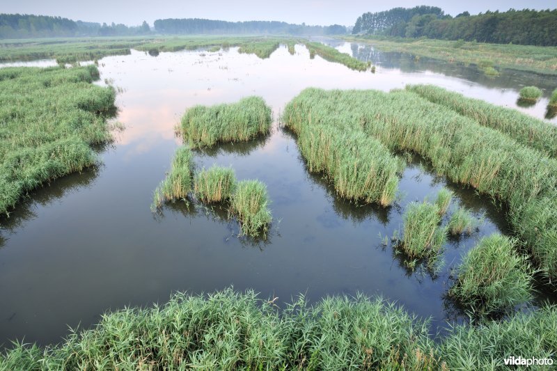 Rietmoerassen van het Vinne