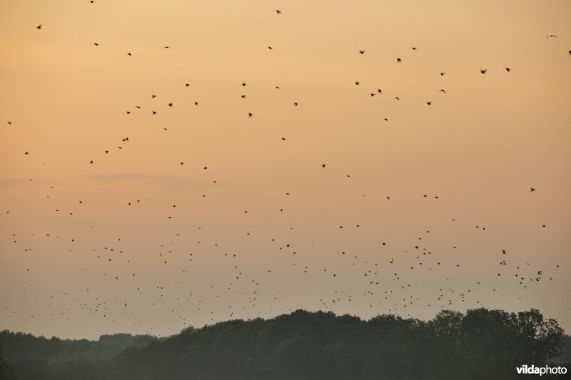 Spreeuwenslaapplaats in het Vinne