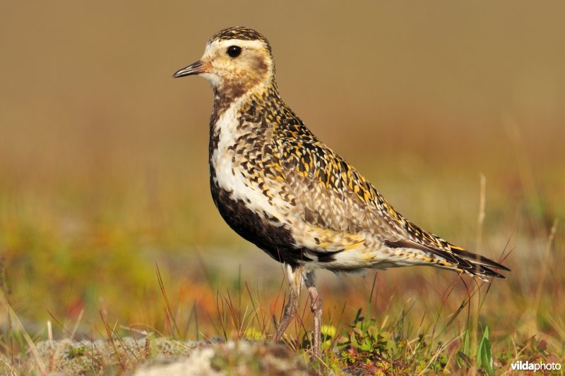 Goudplevier op de toendra