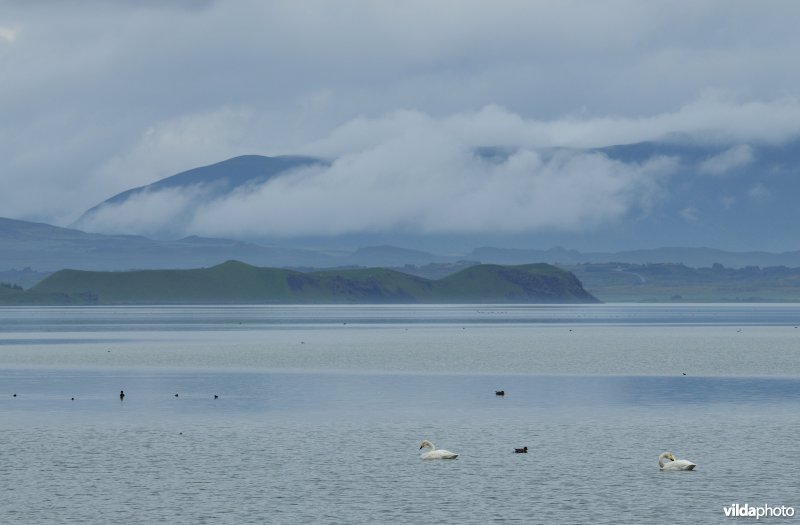 Mývatn meer