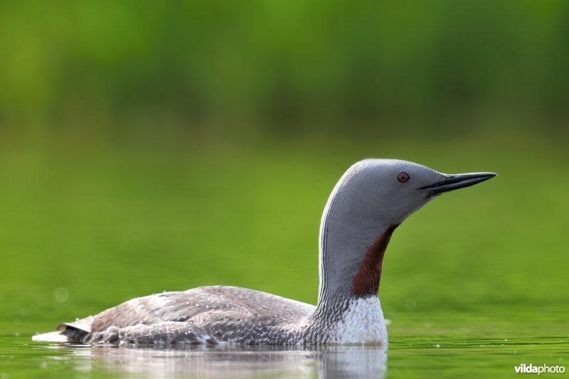 Roodkeelduiker in zomerkleed