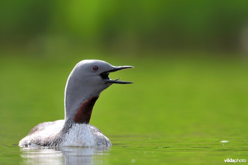 Roepende Roodkeelduiker