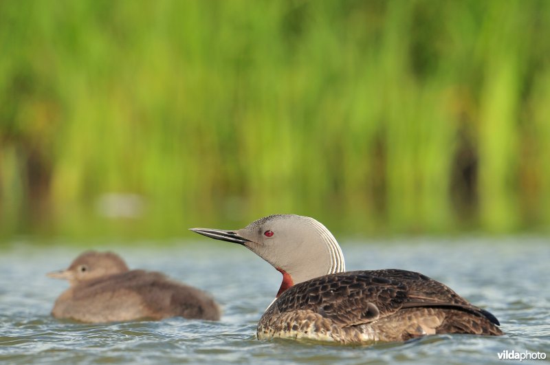 Roodkeelduiker met jong