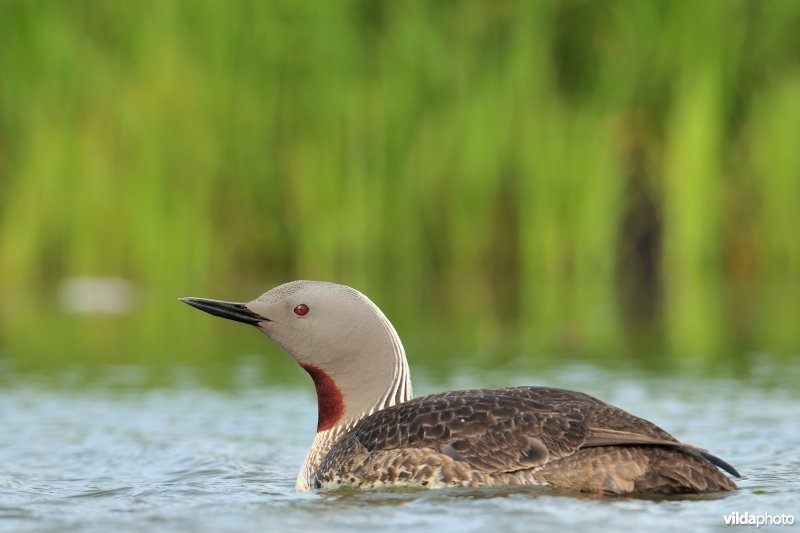 Roodkeelduiker