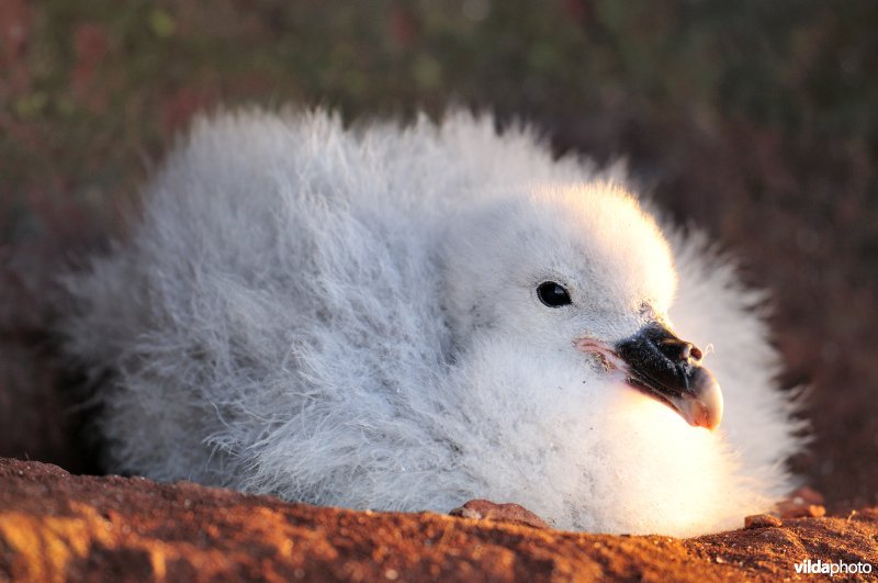 Donskuiken van Noordse stormvogel