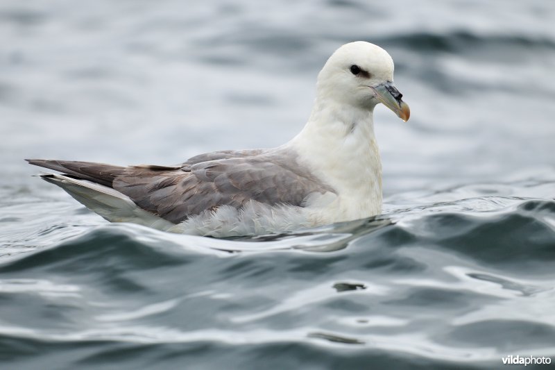 Noordse stormvogel